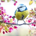 spring-bird-2295434_1920.jpg Eine Blaumeise sitzt auf einem blühenden Ast, umgeben von rosa Blüten und grünen Blättern.