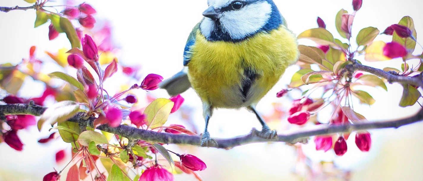 spring-bird-2295434_1920.jpg Eine Blaumeise sitzt auf einem blühenden Ast, umgeben von rosa Blüten und grünen Blättern.