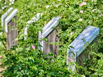 im Rosarium gibt es viele Infos zu den unterschiedlichen Rosenarten