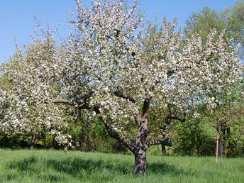 Streuobstwiese entlang der Strecke Richtung Schwimmbad