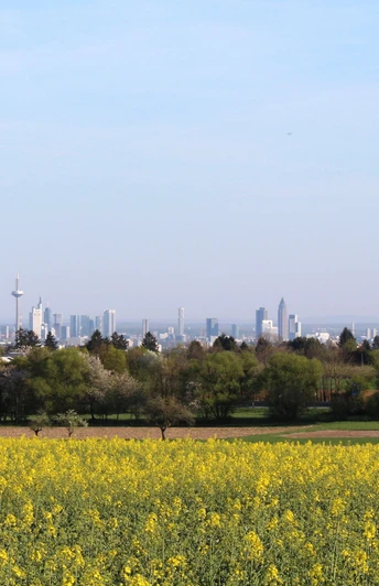 Blick auf die Skyline Frankfurt im Vordertaunus