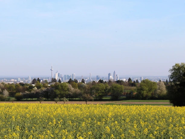 Blick auf die Skyline Frankfurt im Vordertaunus