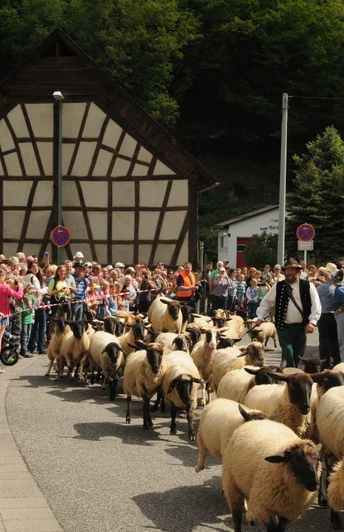 Wisper Trail Glaabacher Almauftrieb