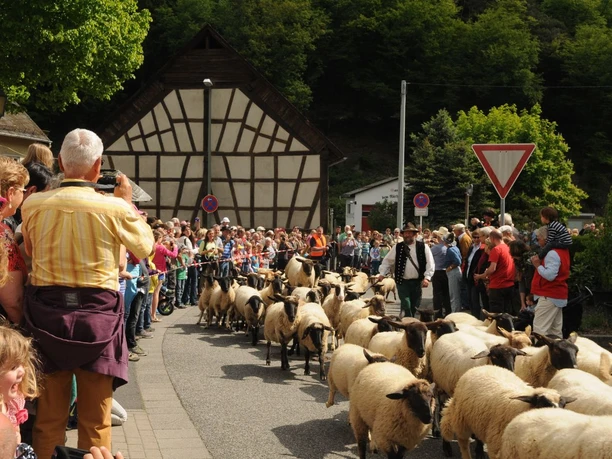 Wisper Trail Glaabacher Almauftrieb