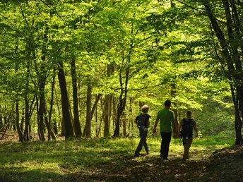Wisper Trail Glaabacher Almauftrieb