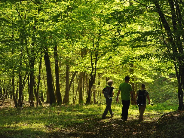 Wisper Trail Glaabacher Almauftrieb
