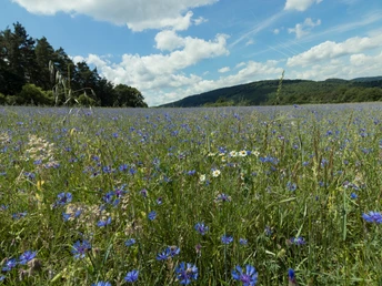 Kornblumenwiese