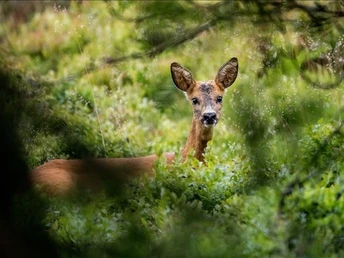 Wanderweg Waldgeister