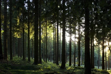 Dichte Wälder im Naturpark Taunus
