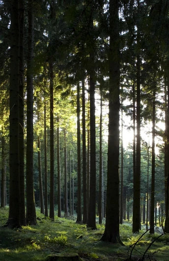 Dichte Wälder im Naturpark Taunus
