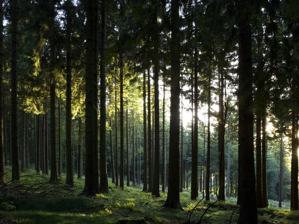Dichte WƤlder im Naturpark Taunus