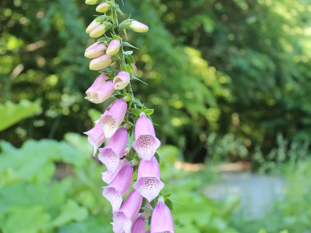 Historischer Rundweg