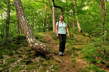 Wispertaunussteig