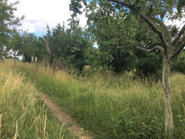 Pfarrer-Christ-Wiese