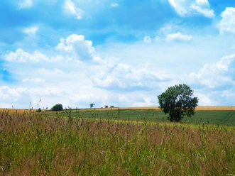 Pilzweg Idstein