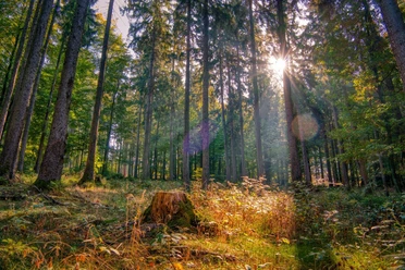 Tiefer Wald