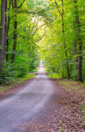 Grünes Idyll Hardtwald