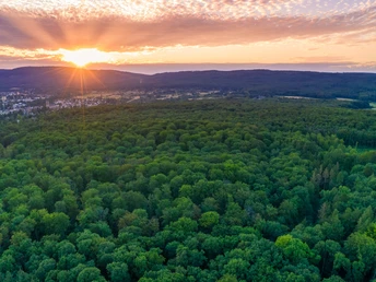 Der Hardtwald aus der Vogelperspektive