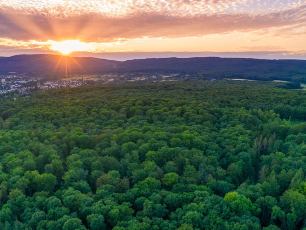 Der Hardtwald aus der Vogelperspektive