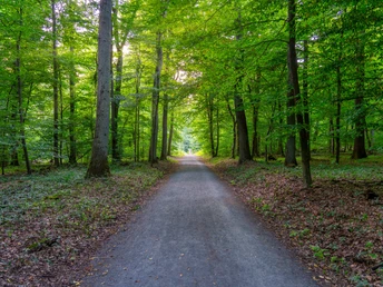 Grünes Idyll Hardtwald
