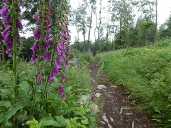Naturnahe Pfade auf dem Heilklima-Wanderweg SW2