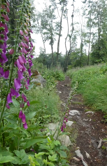 Naturnahe Pfade auf dem Heilklima-Wanderweg SW2