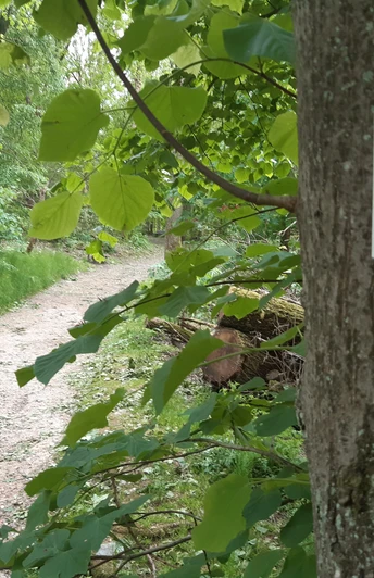 Heilklima-Wanderweg KS2