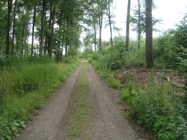 bequemer Waldweg