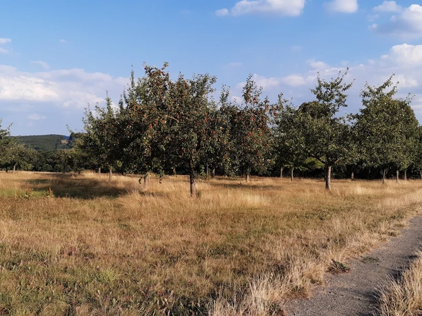 Streuobstwiese Alteburger Markt
