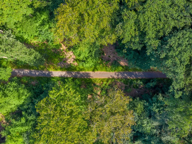 Der Wald im Heilklima-Park Hochtaunus