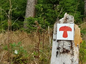 Wegmarkierung Pilz Rundwanderweg