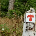 Wegmarkierung Pilz Rundwanderweg