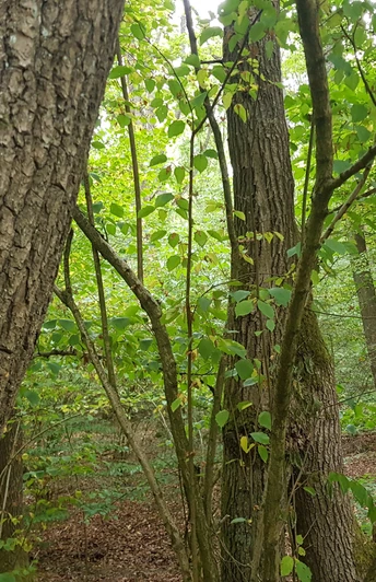 Wegmarkierung Rundwanderweg "Geweih"