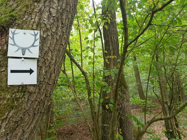 Wegmarkierung Rundwanderweg "Geweih"