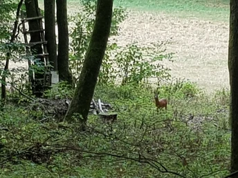 Rehe in der Aubach Aue
