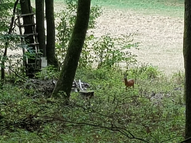 Rehe in der Aubach Aue