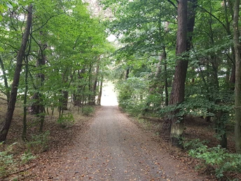 Abwechslungsreicher Mischwald