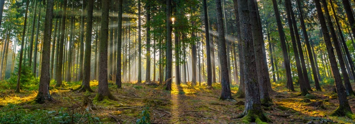 Tiefer Wald im Naturpark Taunus