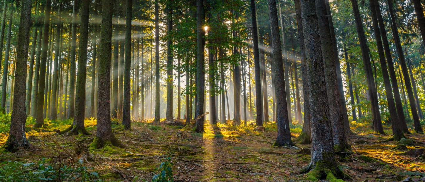 Tiefer Wald im Naturpark Taunus