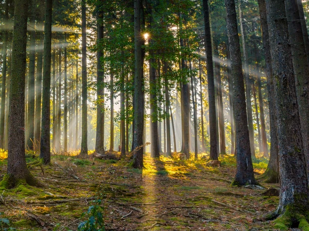 Tiefer Wald im Naturpark Taunus