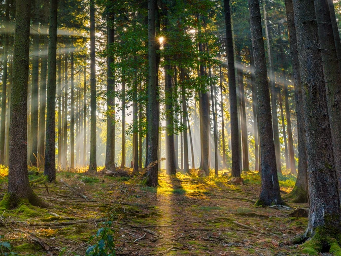 Tiefer Wald im Naturpark Taunus