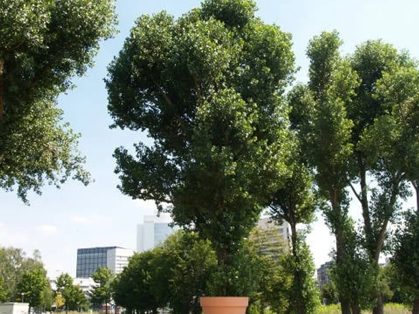 Timm Ulrichs "Versatzstück"