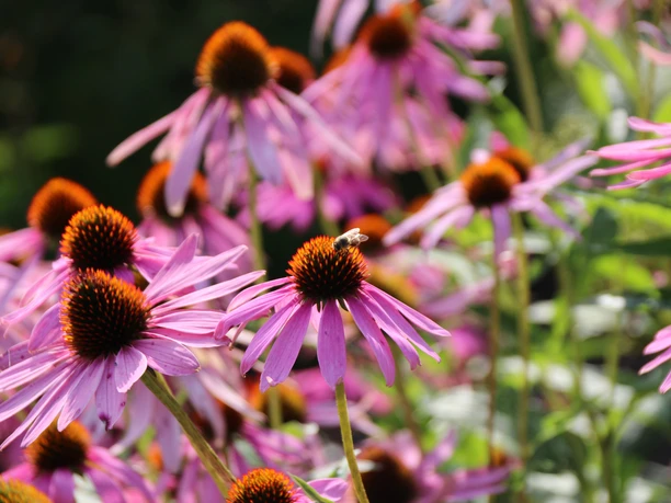 Heilpflanzengarten Bad Schwalbach