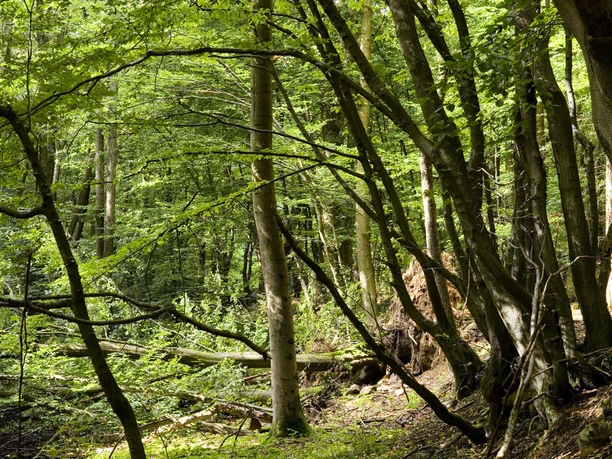 Naturbild Wald
