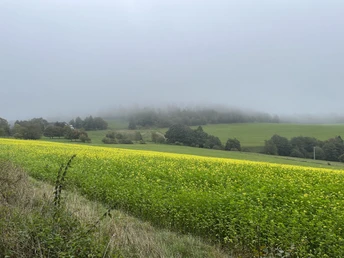 Rapsfeld am Uplandsteig