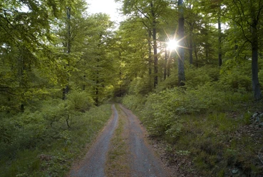 Wanderweg duch Buchenwald