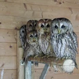 Ausgewöhnungsstation für Greifvögel und Eulen