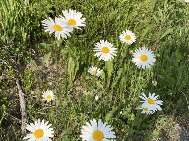Gänseblümchen am Wanderweg