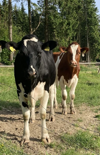 Kühe am Wanderweg U1