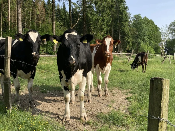 Kühe am Wanderweg U1